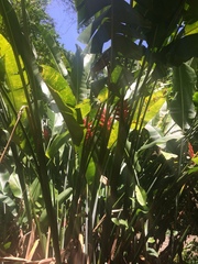 Heliconia caribaea