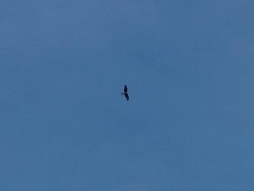 Red Kite