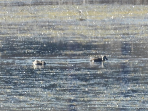 iNaturalist image
