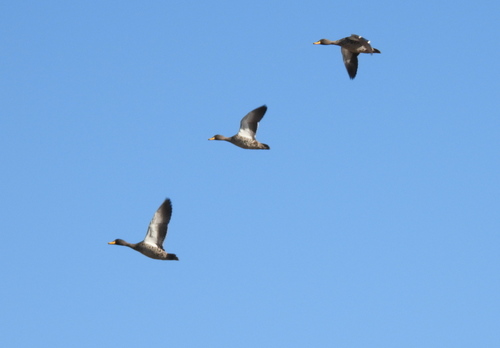 iNaturalist image