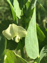 Lathyrus ochrus