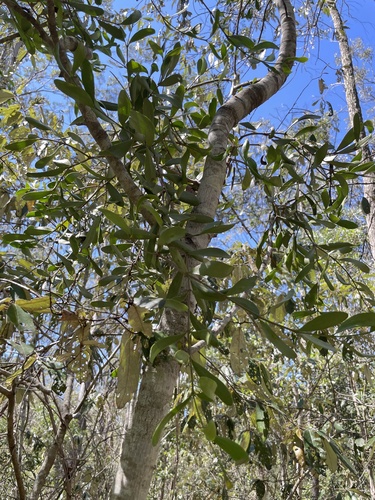 Amyema conspicua observed 2026-09-04