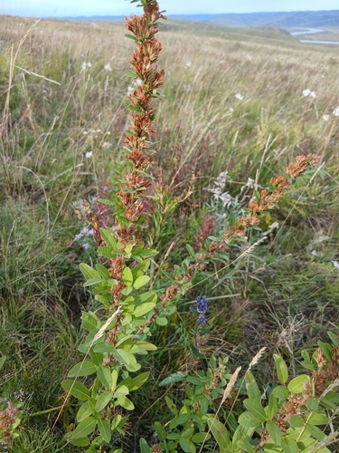 Lespedeza daurica, photograph 1