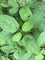 Collinsonia canadensis