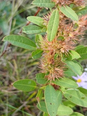 Lespedeza daurica, photograph (c) Святослав Власенко, some rights reserved (CC BY)
