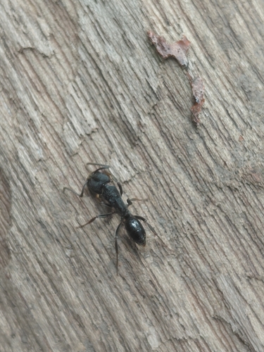 Odontoponera denticulata