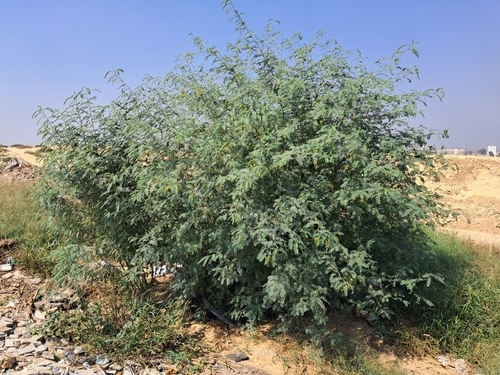 Egyptian riverhemp