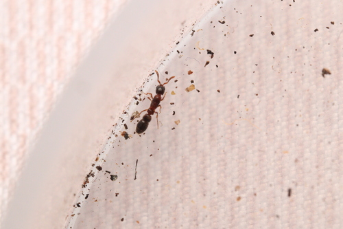 Lioponera longitarsus