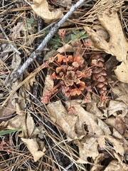 Claytonia rubra