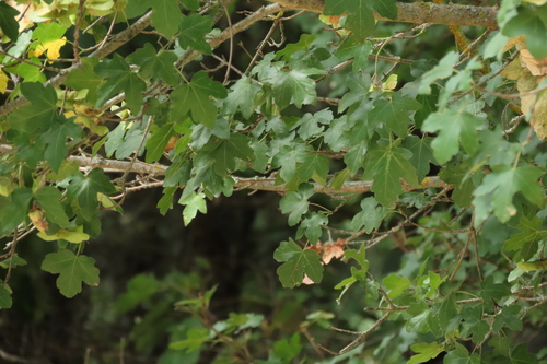 field maple