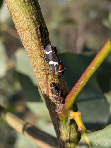 Eurymeloides pulchra observed 2026-09-04
