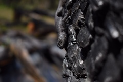 Sceloporus undulatus