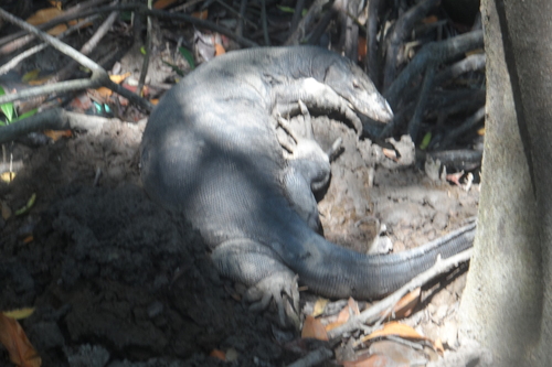 Indomalayan Water Monitor