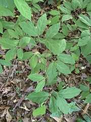 Calycanthus floridus