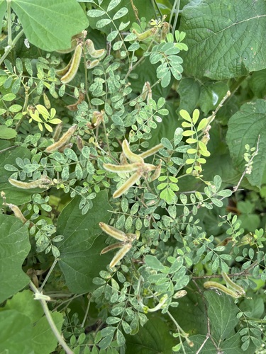 Tephrosia villosa observed 2026-09-04