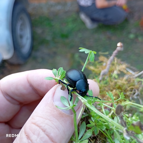 Bloody-nosed Beetle