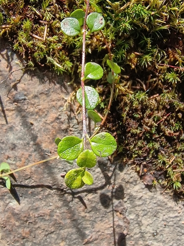 Twinflower