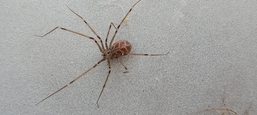 Giant Cellar Spider