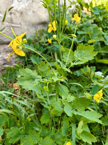 Greater celandine