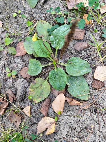 greater plantain