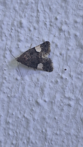 Four-spotted Moth
