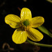 Ranunculus ternatus - Photo (c) NOZO, osa oikeuksista pidätetään (CC BY-SA)
