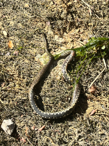 Tessellated Water Snake