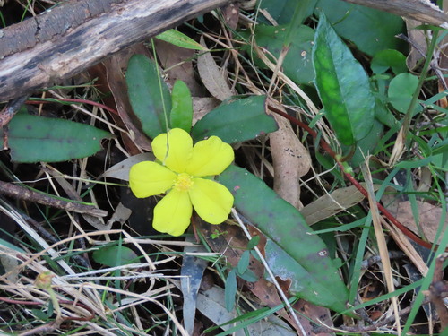 Hibbertia dentata, photograph 6