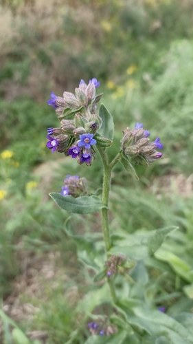 common alkanet