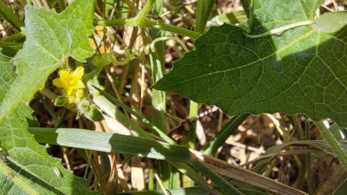 Madras Pea Pumpkin