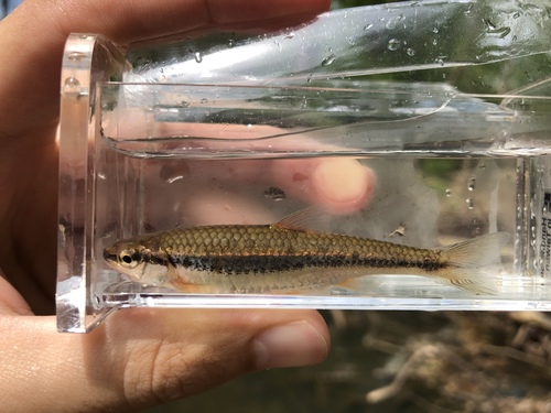 Ozark Minnow (Notropis nubilus) · iNaturalist