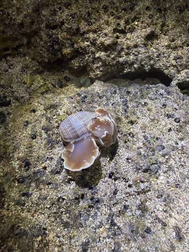 Hydatina physis observed 2026-09-02