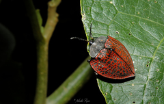 Cyrtonota textilis