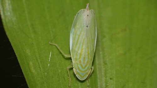 Linnavuoriella arcuata observed 2026-09-02