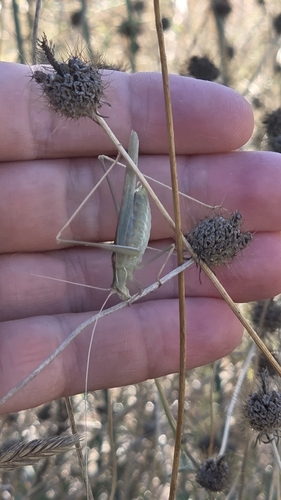 Lily Bush-cricket