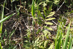 Onoclea sensibilis interrupta