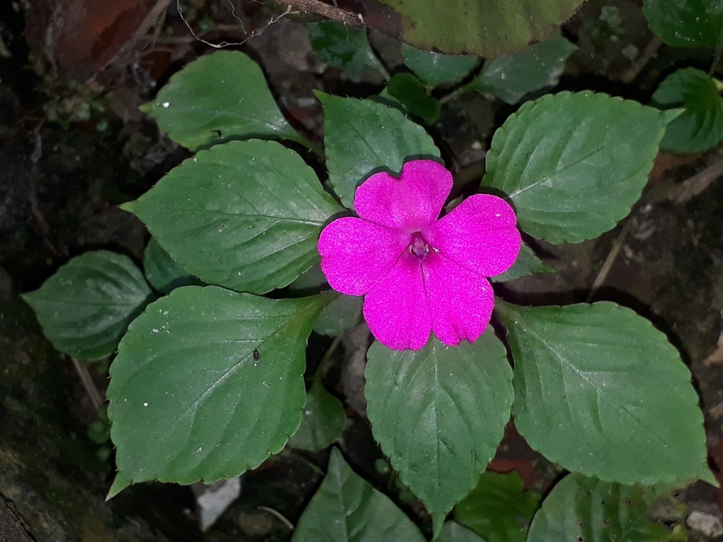 As diferenças entre impatiens, vinca e maria-sem-vergonha 