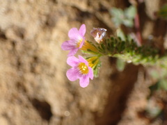 Phacelia brachyloba