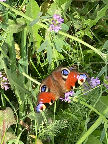 European Peacock Butterfly