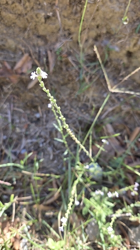 Common vervain