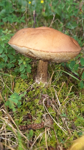 Brown Birch-bolete