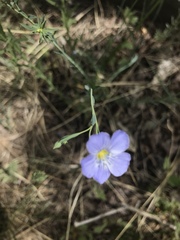 Linum pratense