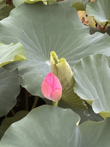 Sacred Lotus