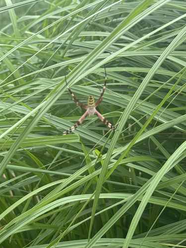 Wasp Spider