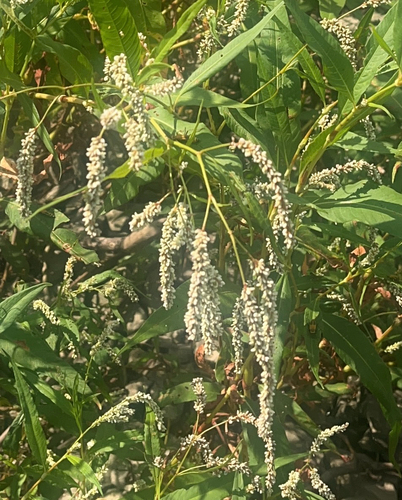 pale smartweed