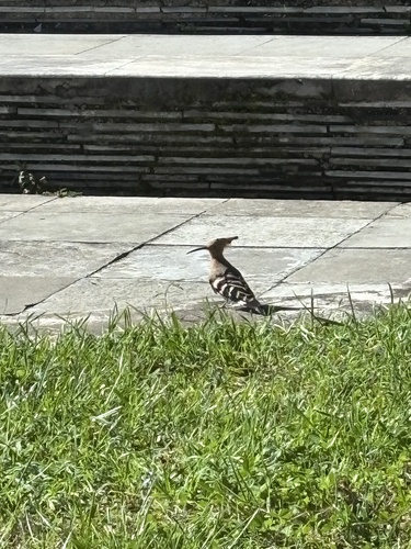 Common Hoopoe