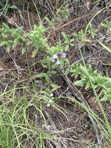 Oregano