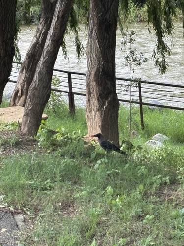 House Crow