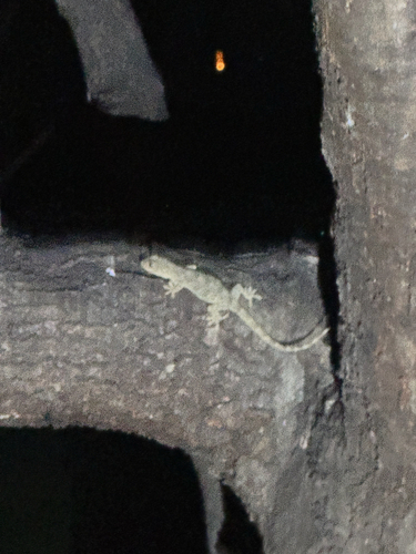 Peking Gecko