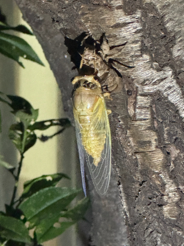 Eastern horse cicada